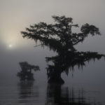 Foggy morning