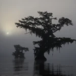 Foggy morning