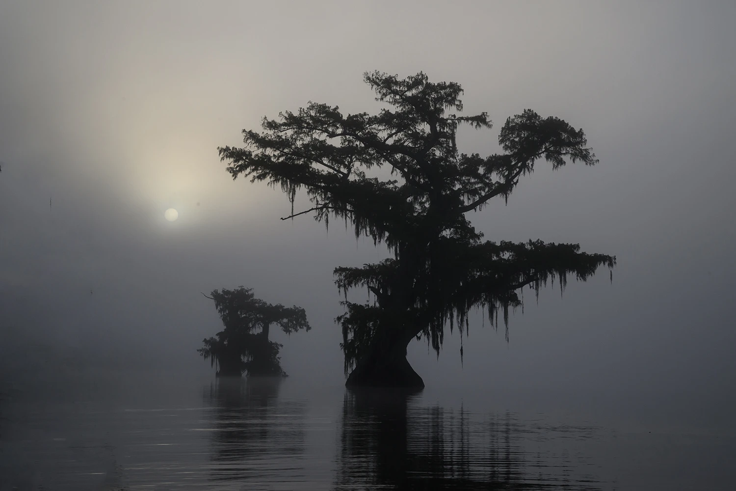 Foggy morning, Swamps of Louisiana/Texas – photo by Reiner Boehme