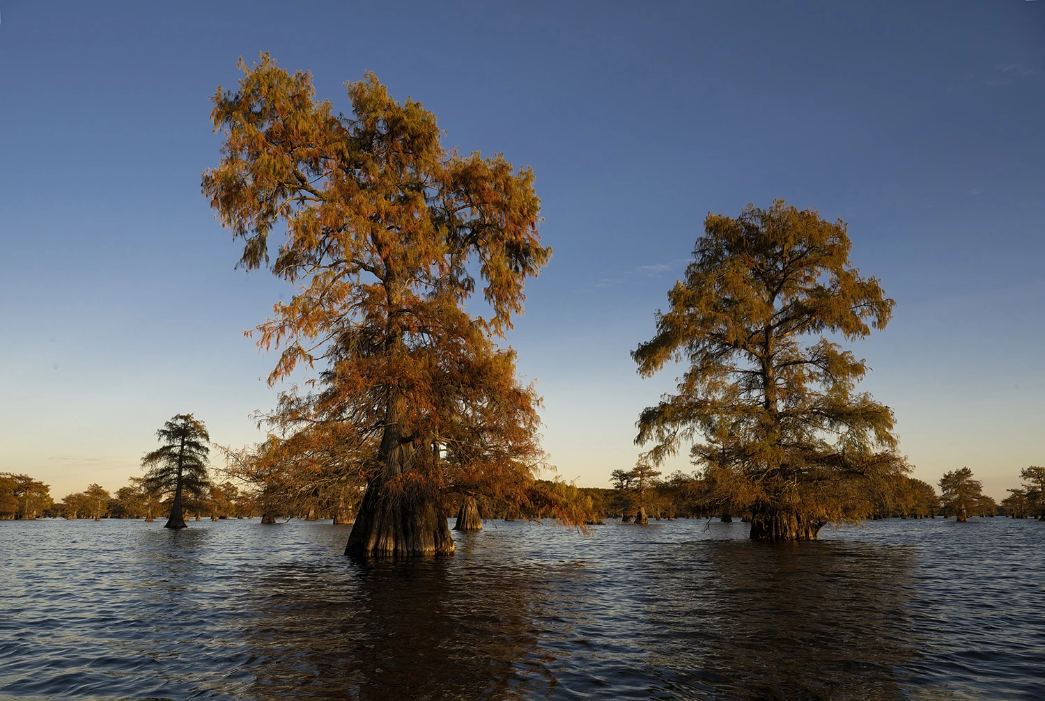 Last light in the Atchafalaja basin, Swamps of Louisiana/Texas – photo by Reiner Boehme