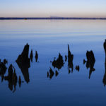 Remnants of a cypress tree
