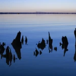 Remnants of a cypress tree