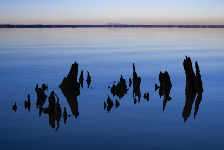 Remnants of a cypress tree