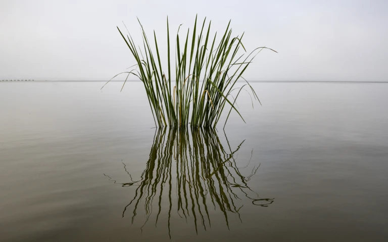 Lonesome