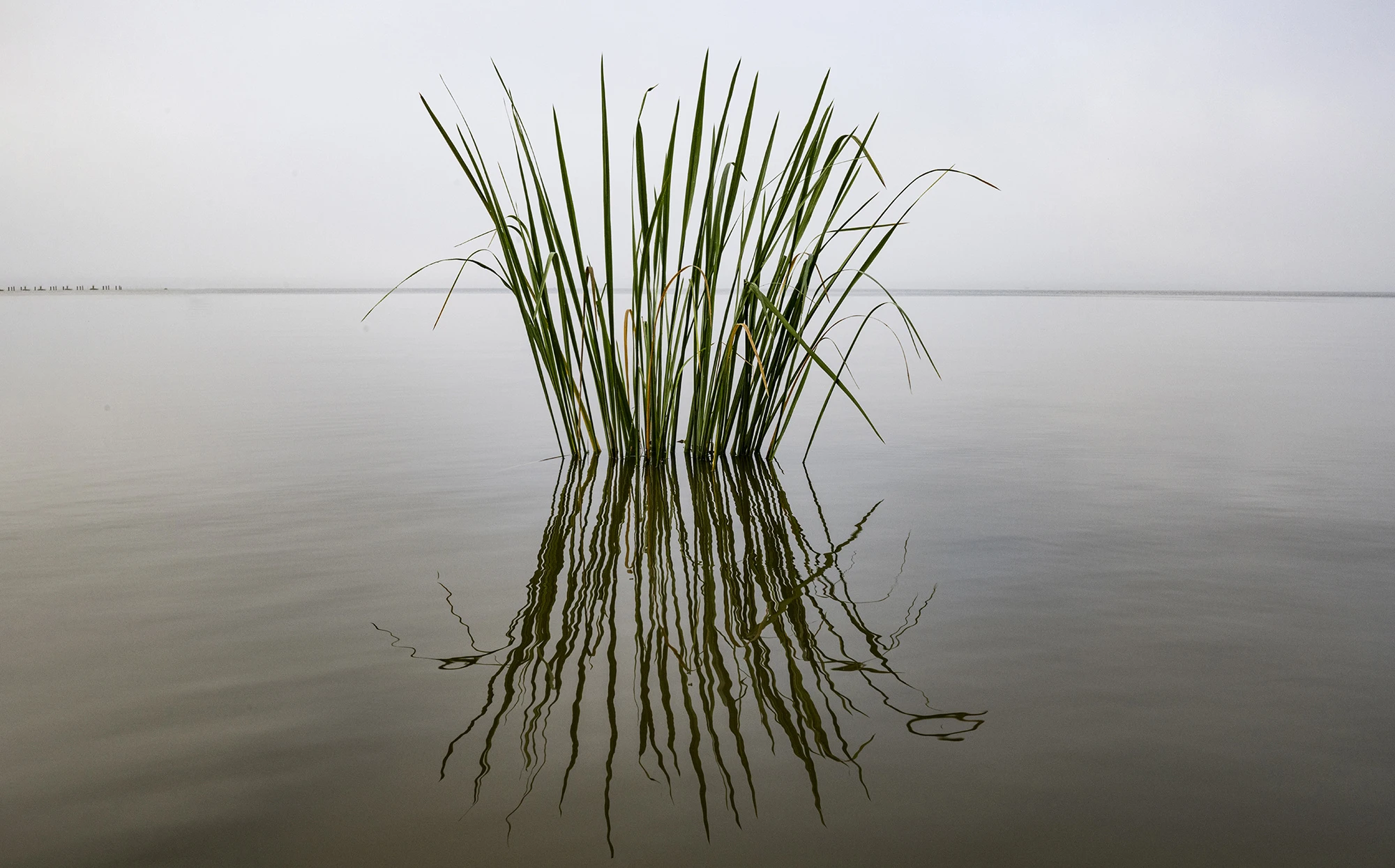 Lonesome, Swamps of Louisiana/Texas – photo by Reiner Boehme