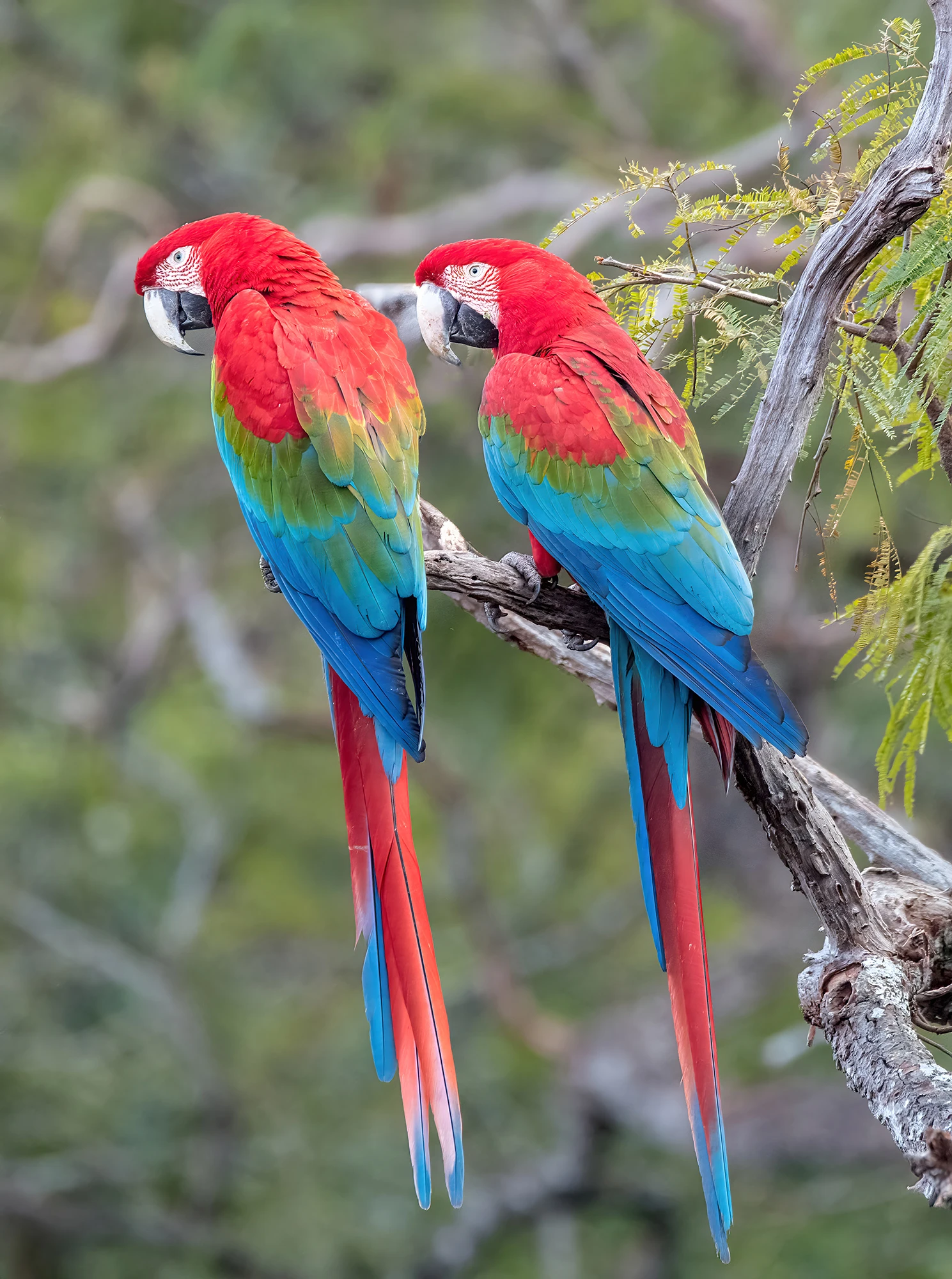Pairs for life, Brazil – photo by Reiner Boehme