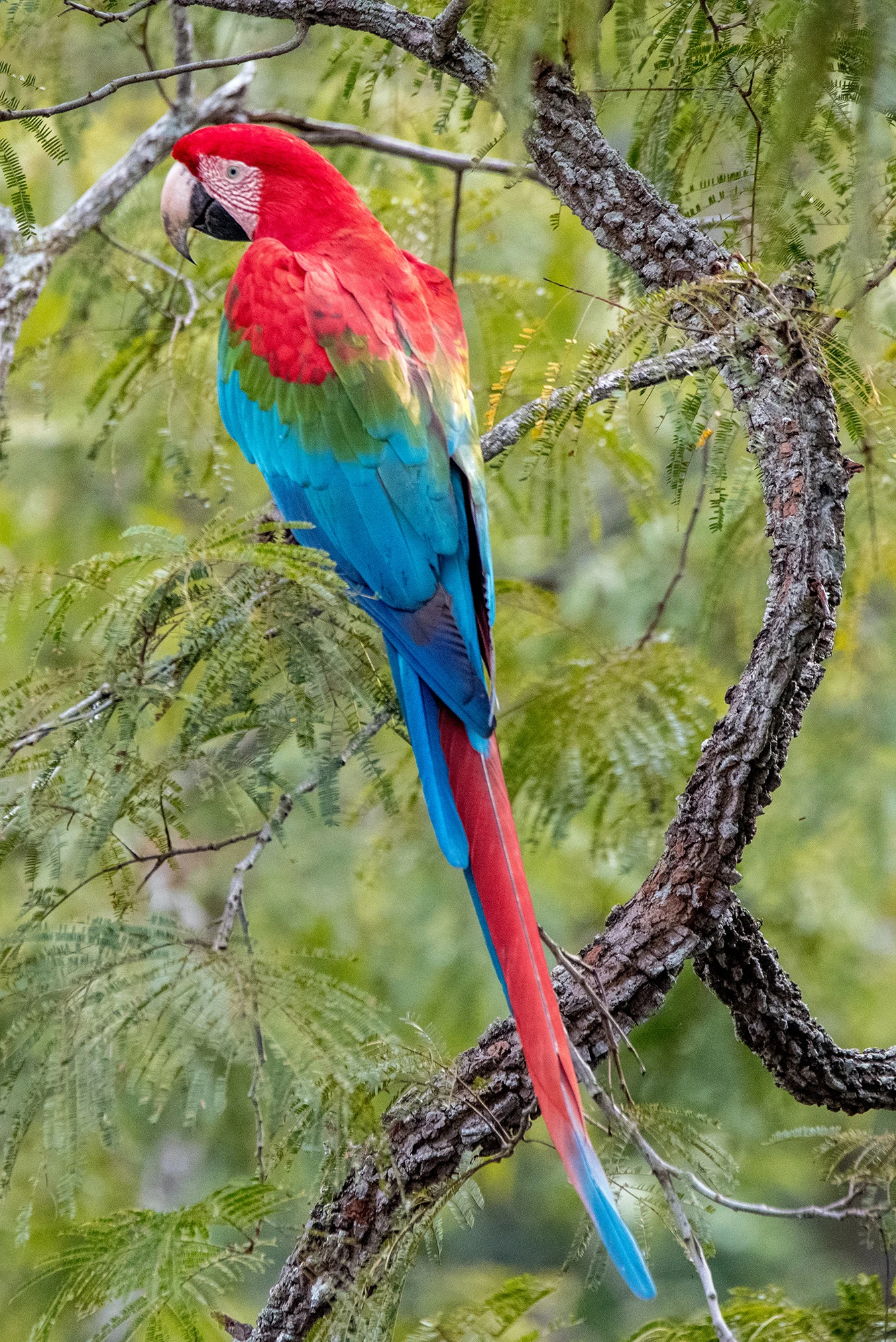 Beauty, Brazil – photo by Reiner Boehme