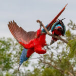 Acrobat