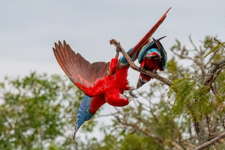 Acrobat