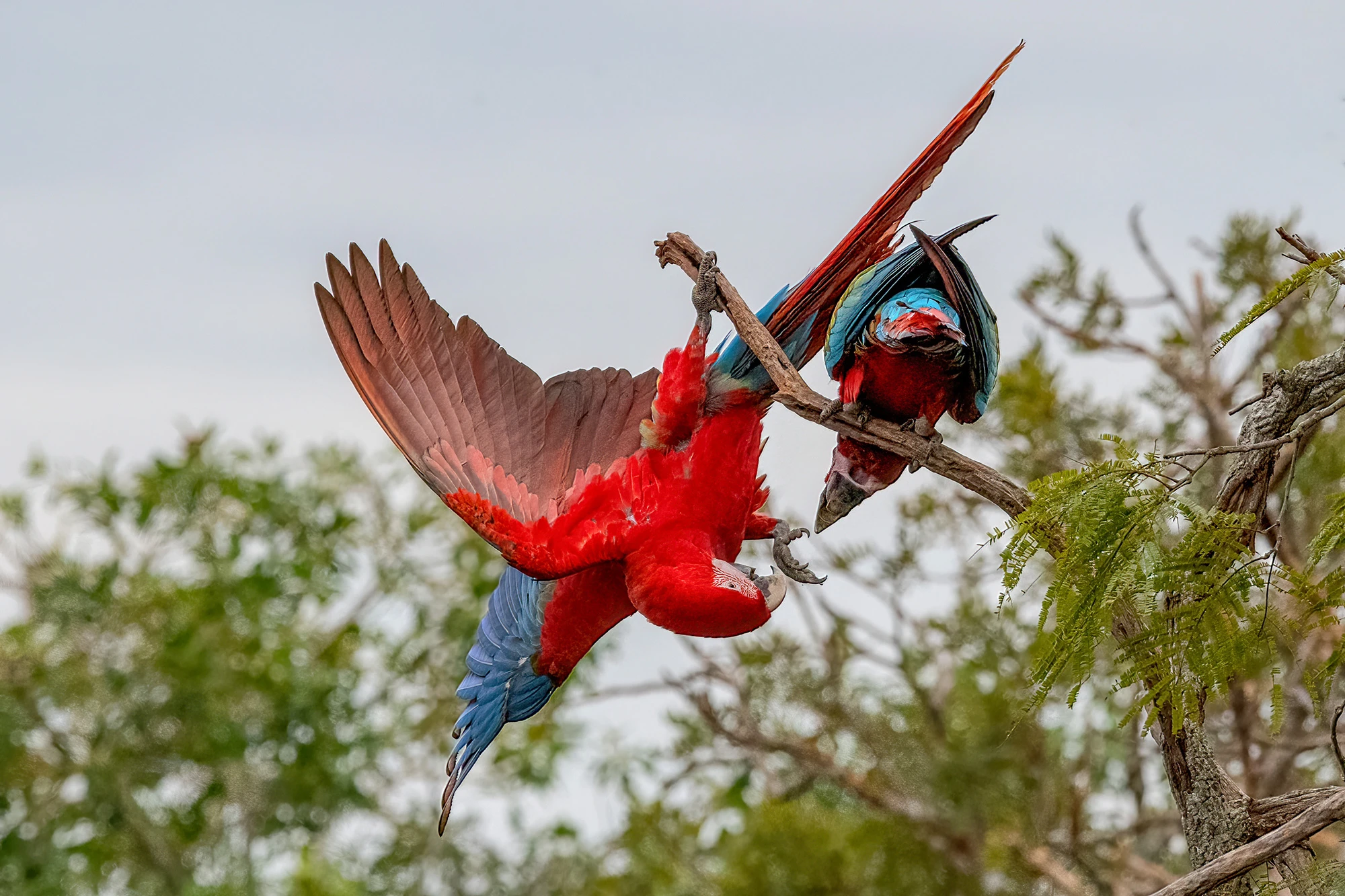 Acrobat, Brazil – photo by Reiner Boehme