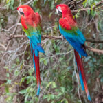 Couple
