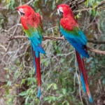 Couple