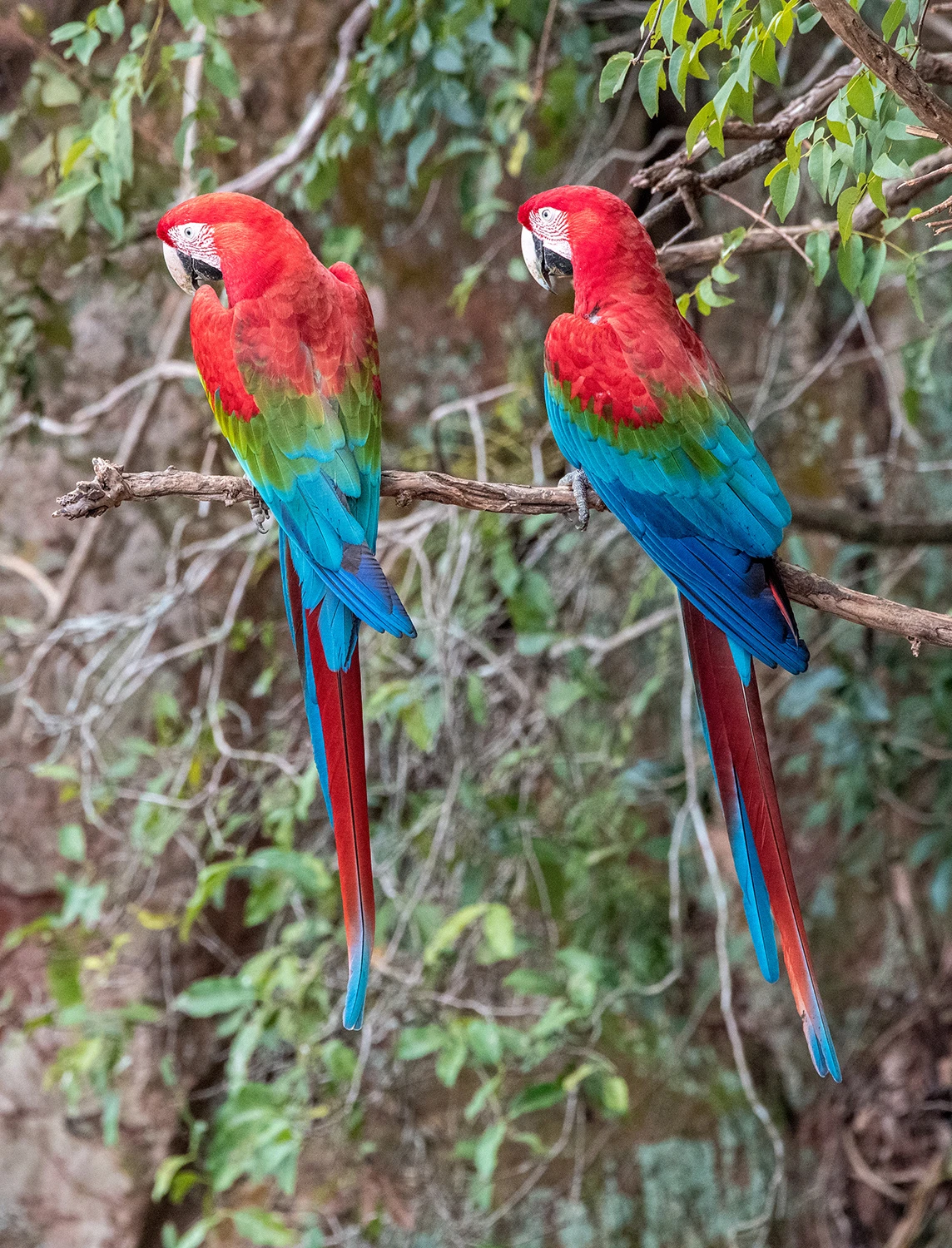 Couple, Brazil – photo by Reiner Boehme