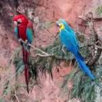 Blue and red Araras
