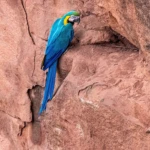 Blue Arara