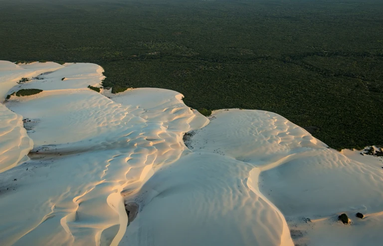 The border between the sand dunes and the forest