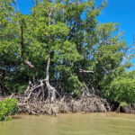 Mangroves