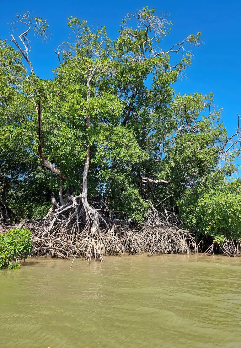 Mangroves