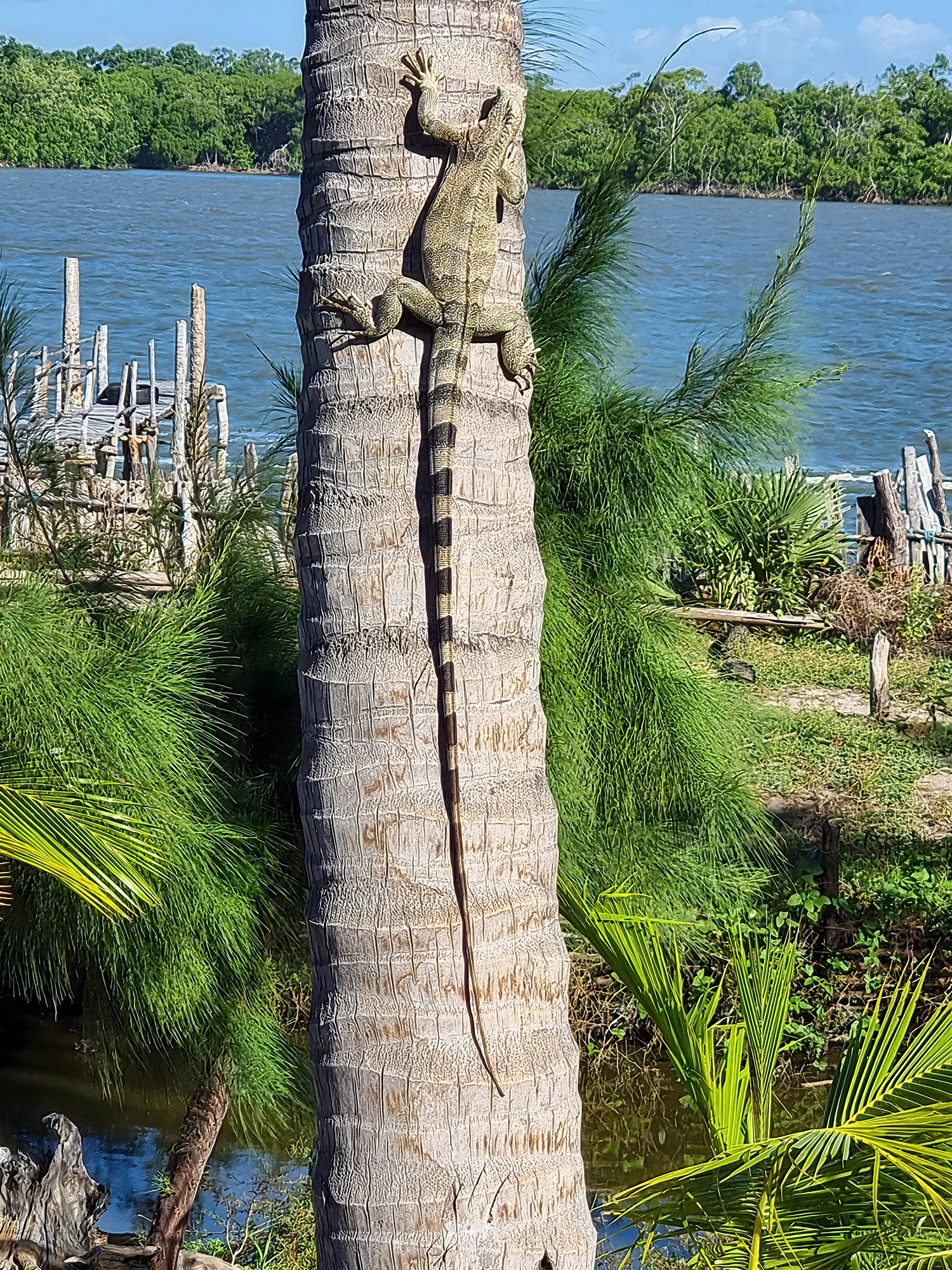 Lizard, Brazil – photo by Reiner Boehme