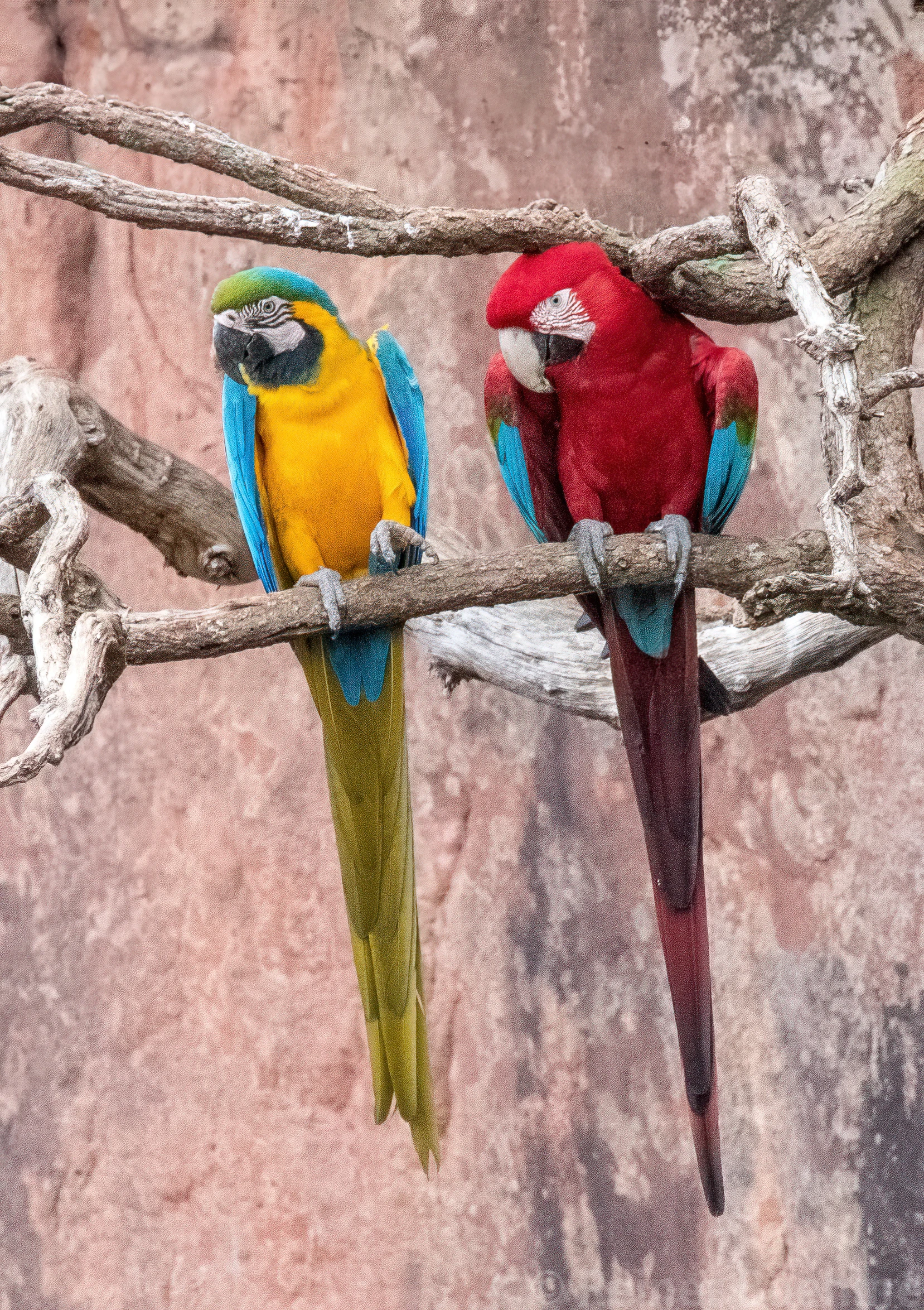 Friends, Brazil – photo by Reiner Boehme