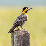 Beautiful bird