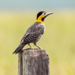 Beautiful bird