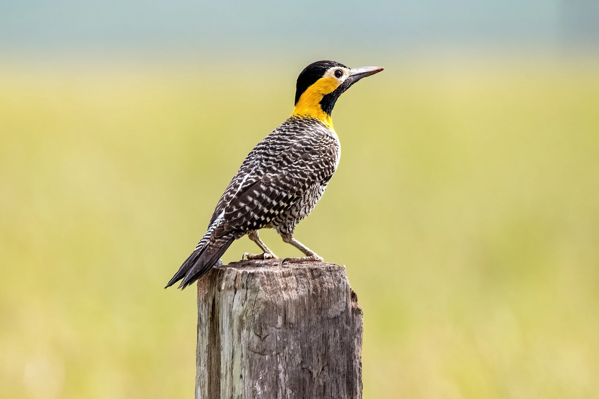 Beautiful bird, Brazil – photo by Reiner Boehme