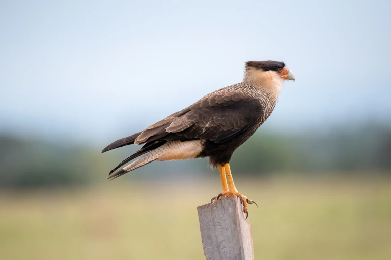 Raptor