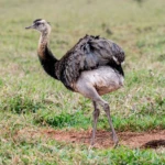 Nandu