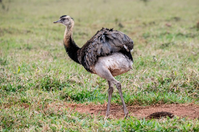 Nandu
