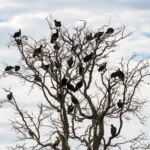 Vulture