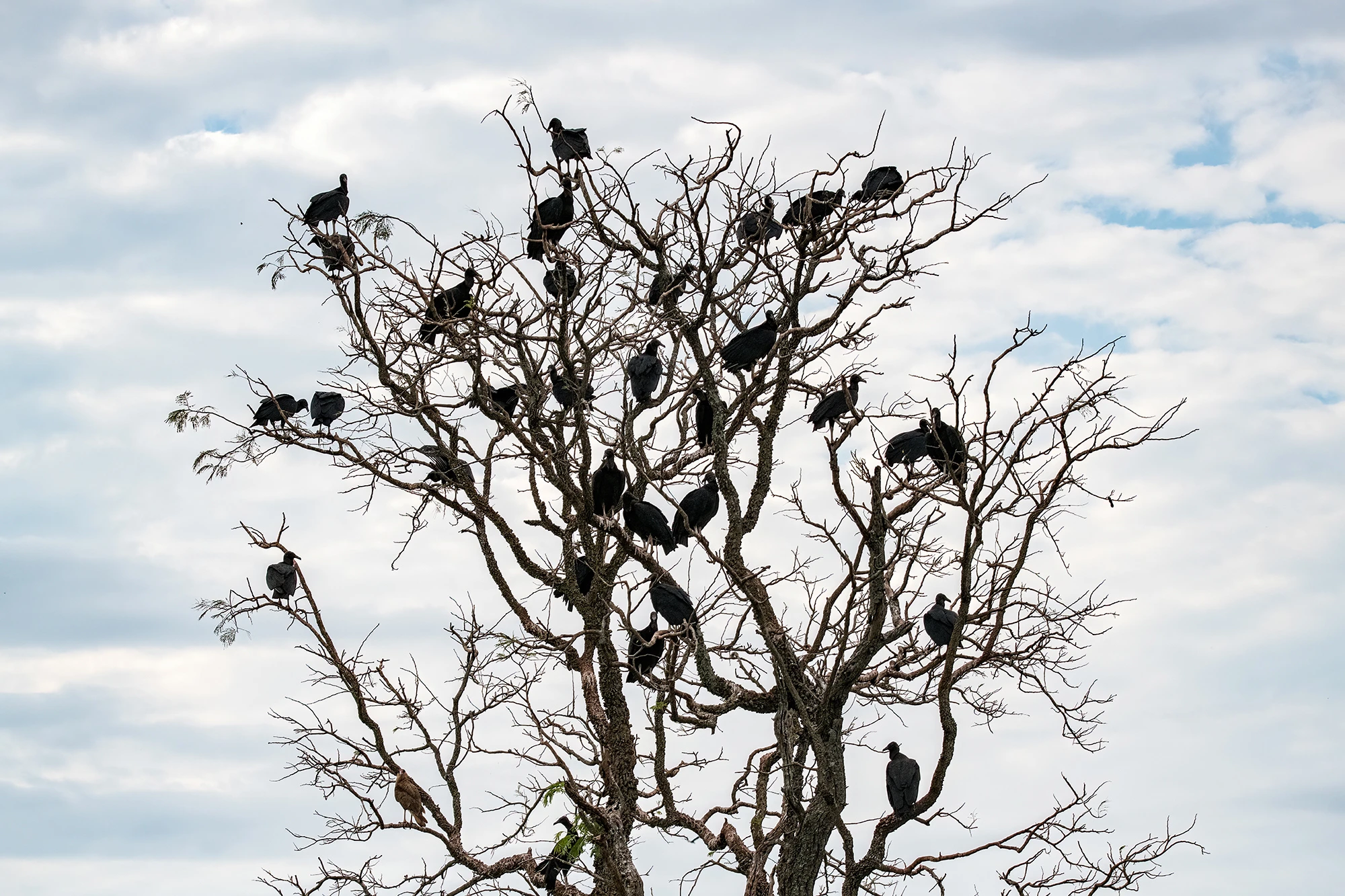 Vulture, Brazil – photo by Reiner Boehme