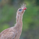 Bustard