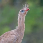 Bustard
