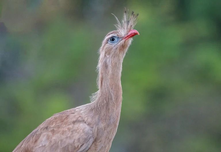 Bustard