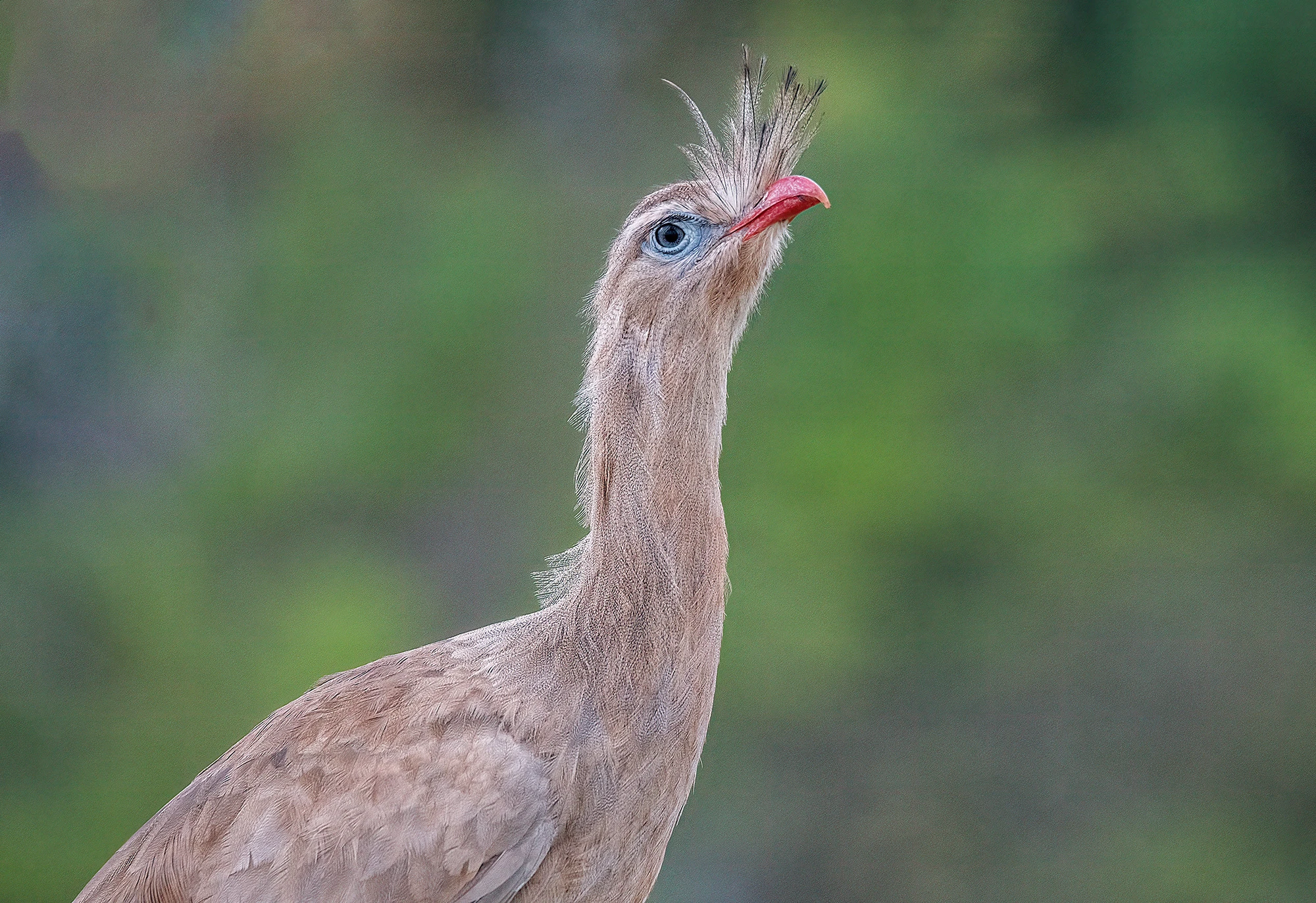 Bustard, Brazil – photo by Reiner Boehme