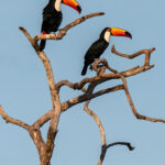 Toucans