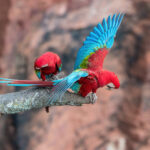 Wings