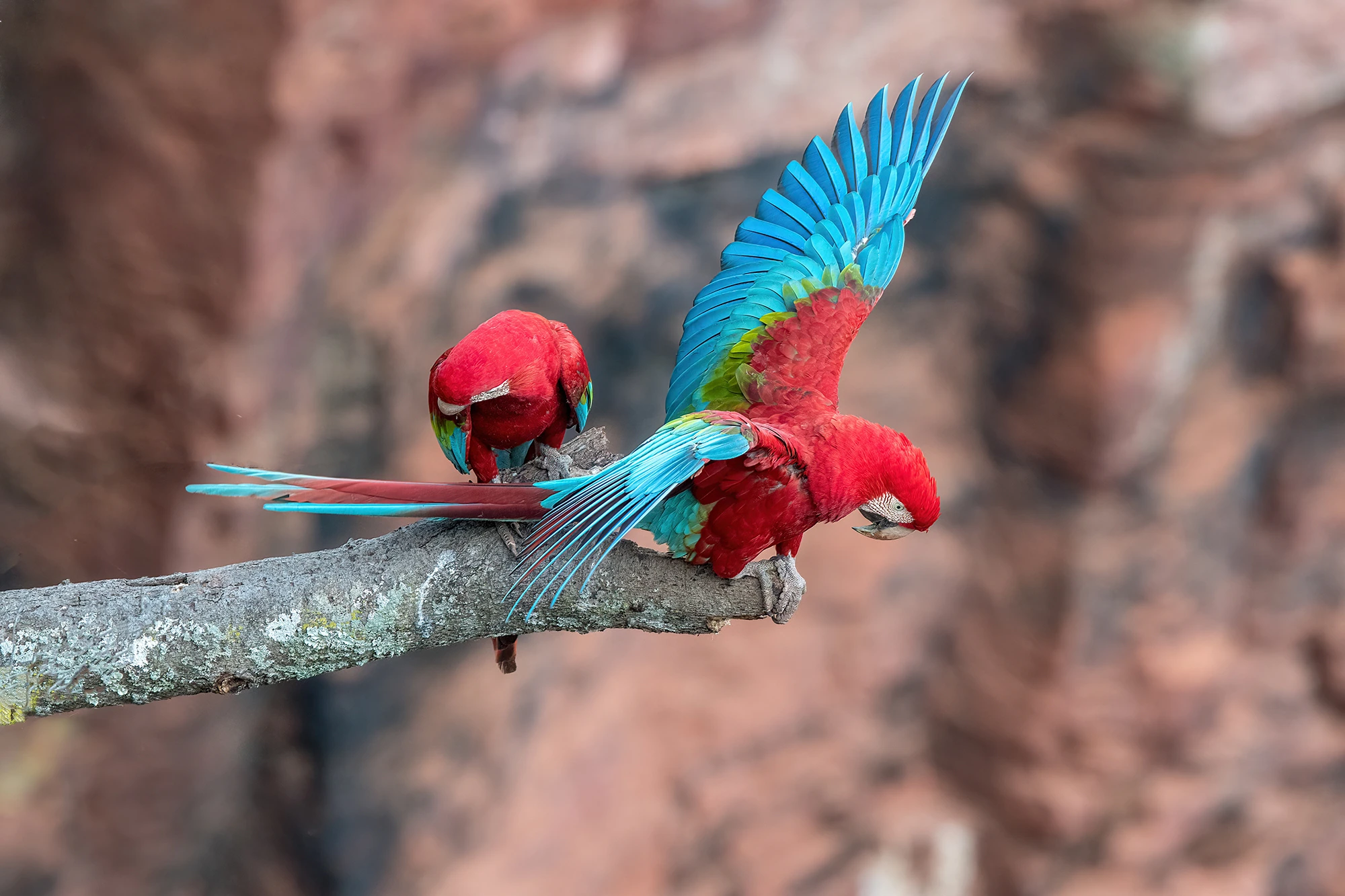 Wings, Brazil – photo by Reiner Boehme