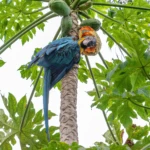 Papaya
