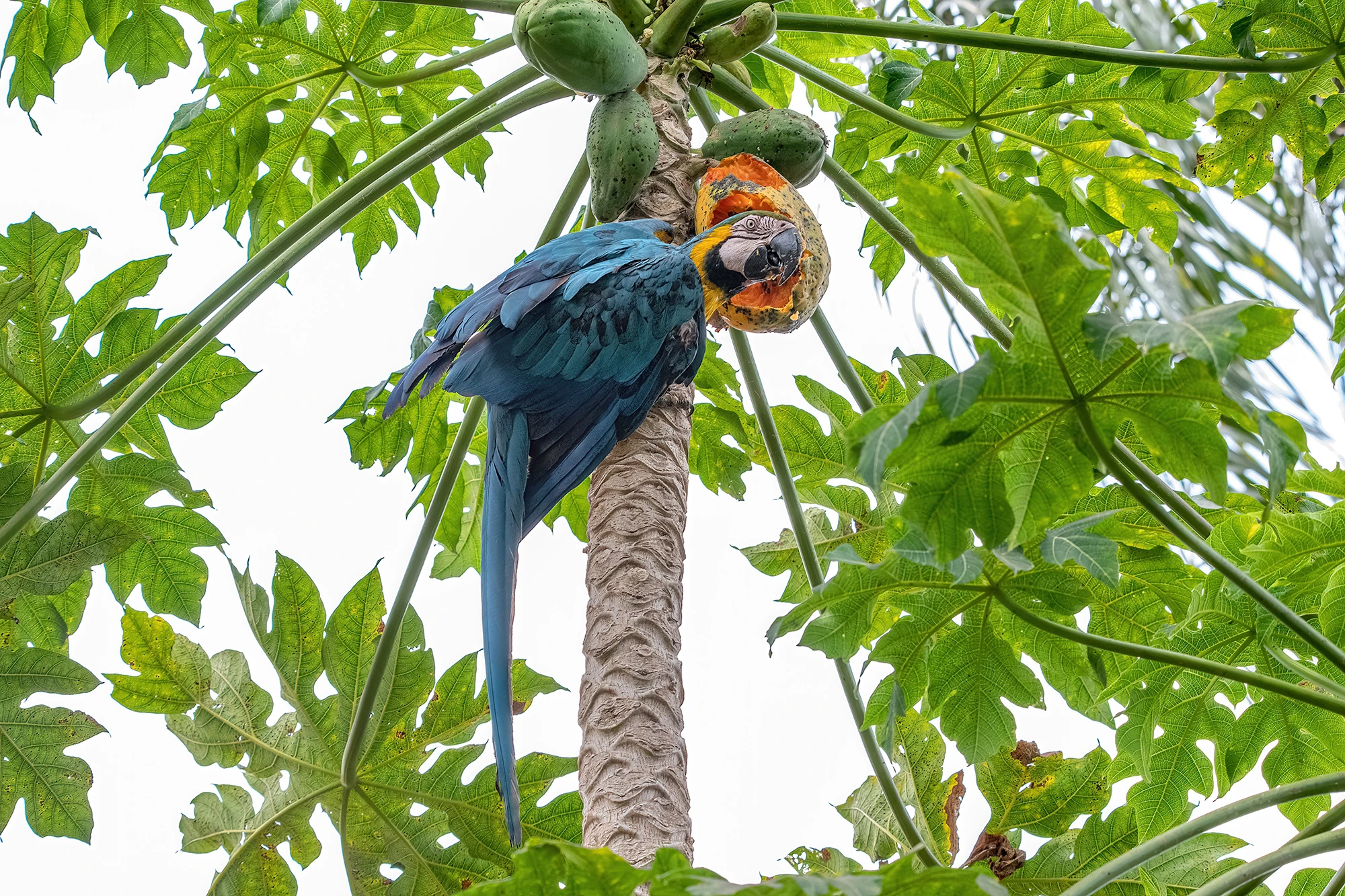 Papaya, Brazil – photo by Reiner Boehme