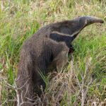 Anteater