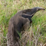 Anteater