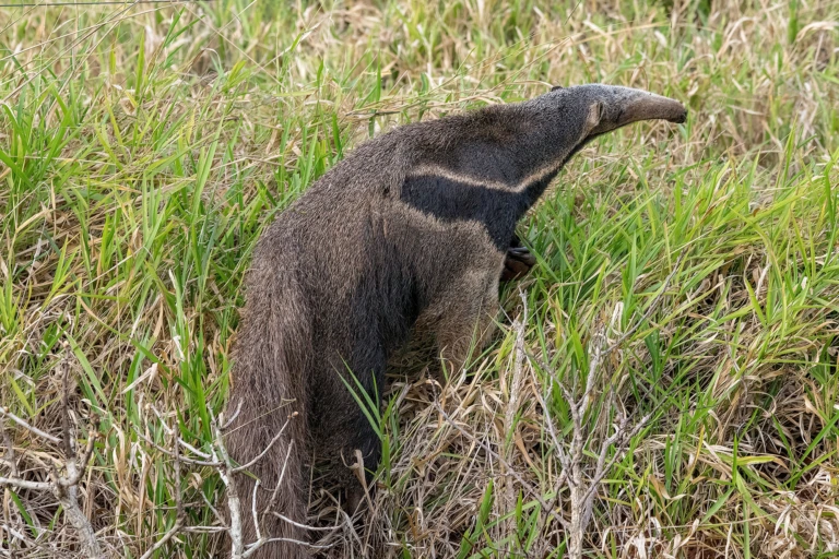 Anteater