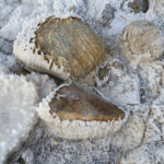 Salt and stones