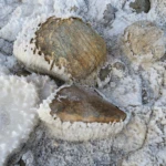 Salt and stones