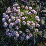 Iceland’s beautiful flowers
