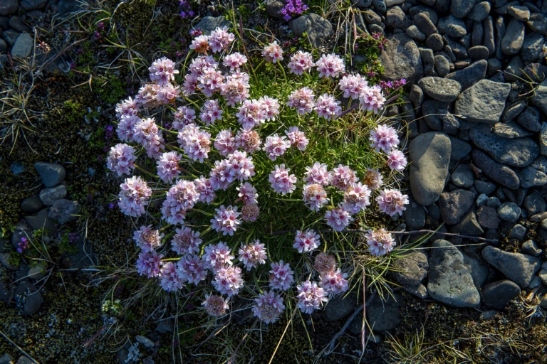 Iceland’s beautiful flowers