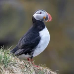 Borgafjördur Eystri