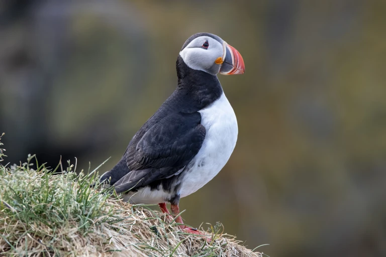 Borgafjördur Eystri